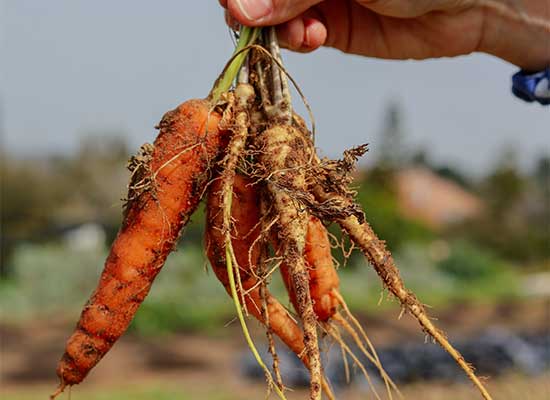 How to cultivate organic fruits and vegetables in own farm